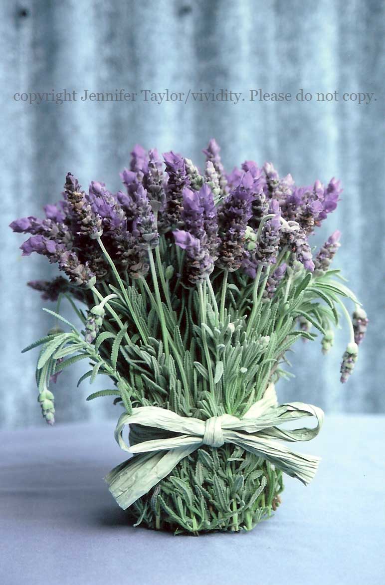 lavender_lowres